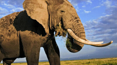 छत्तीसगढ़ः हाथी के हमले में महिला की मौत