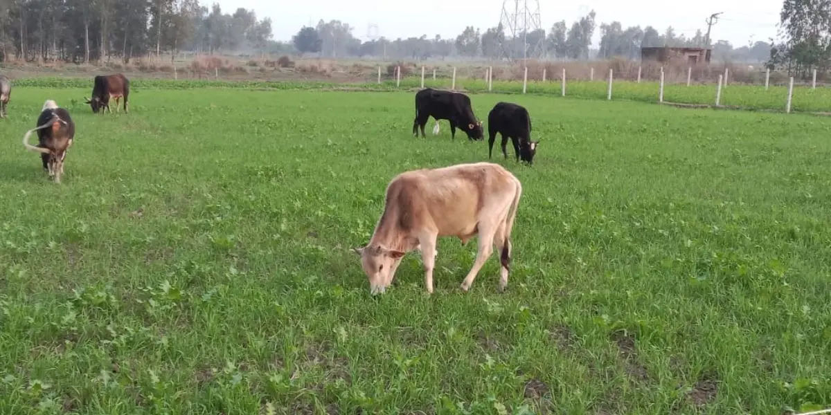 चल कर देखें, गैय्या चर गई वोट!