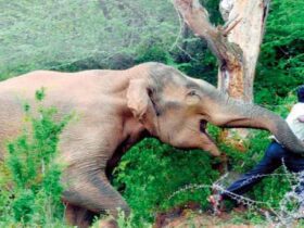 हजारीबाग शहर में हाथी ने पांच को कुचला