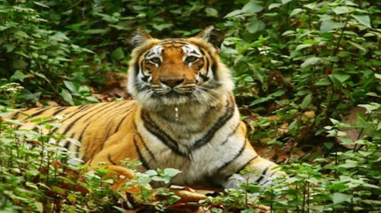 मप्र में बाघों की संख्या दोगुनी होने के बावजूद उच्च मृत्यु दर से विशेषज्ञ चिंतित