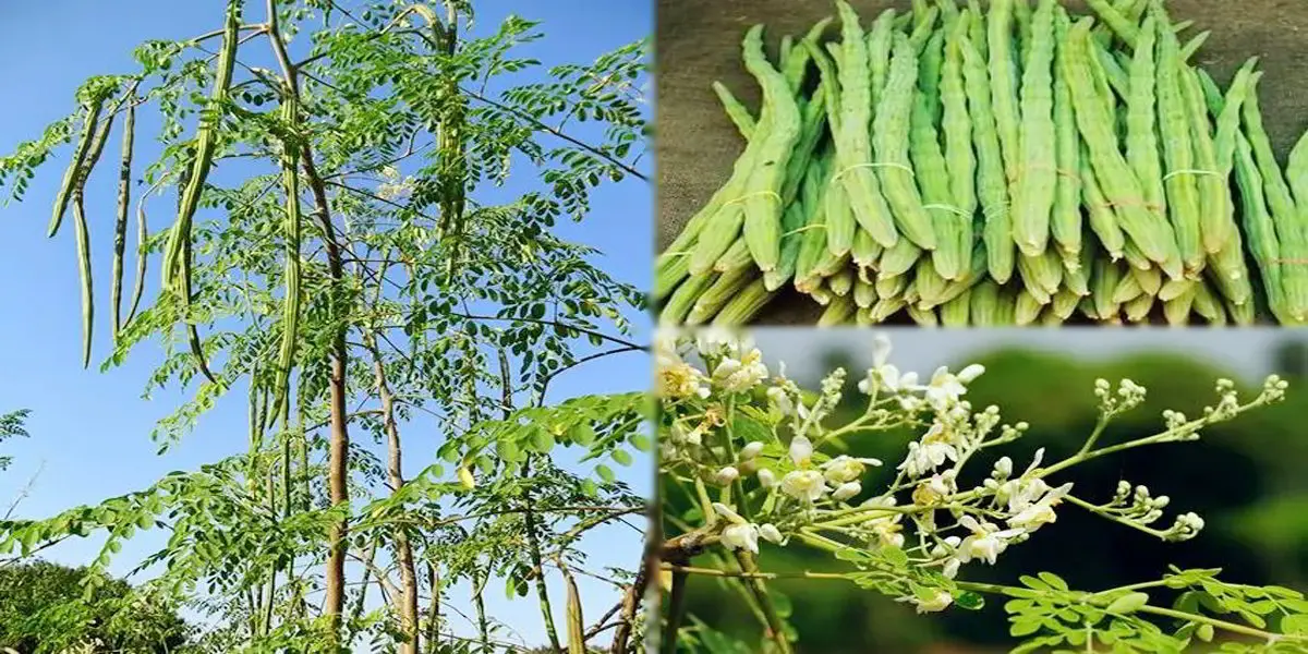 सहजन की खूबियों का मुरीद हुआ केंद्र