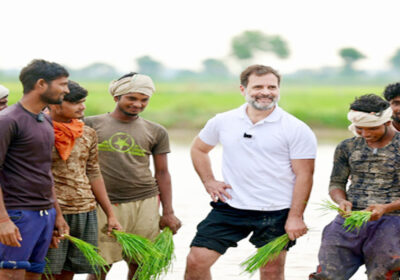 राहुल ने किसानों के साथ धान की कटाई की