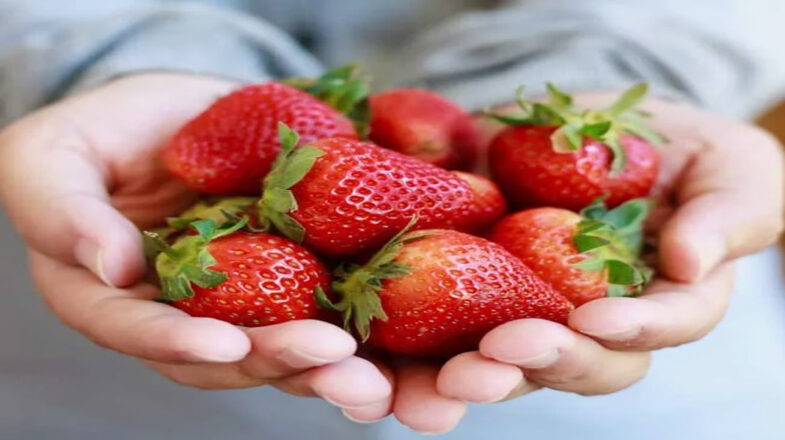 रोजाना स्ट्रॉबेरी का सेवन मस्तिष्क विकास के लिए लाभकारी