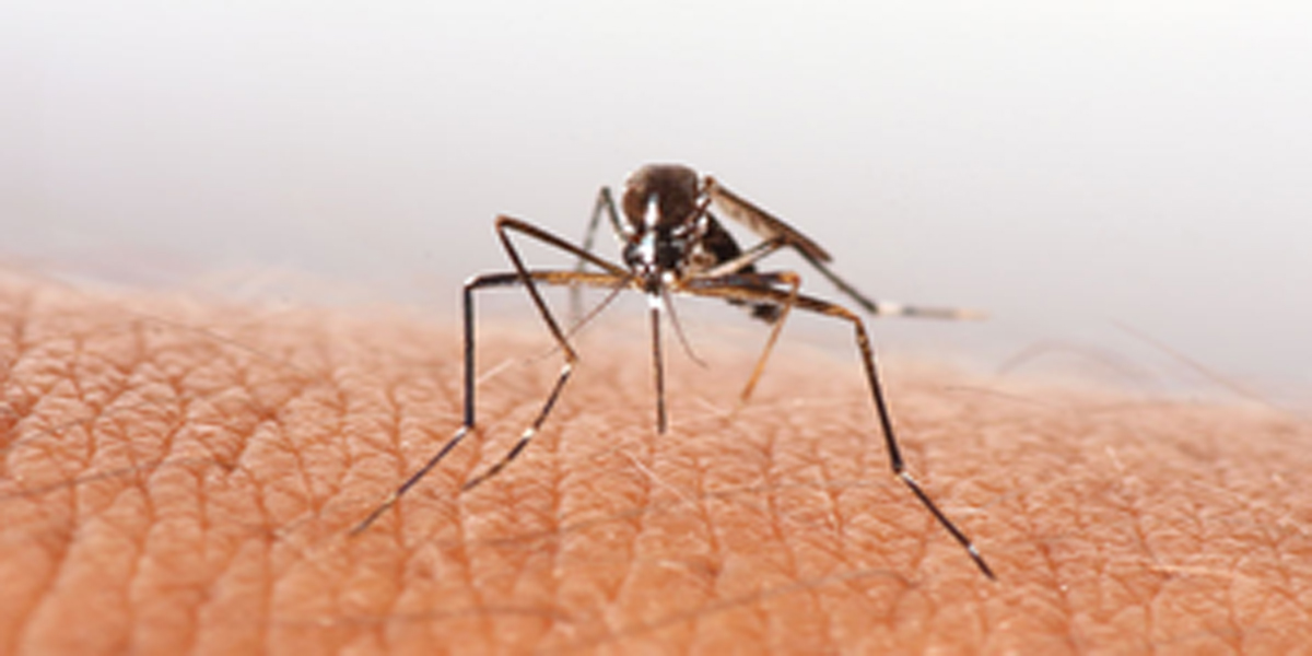 क्या साबुन मलेरिया फैलाने वाले मच्छरों से लड़ने में मदद कर सकता है?