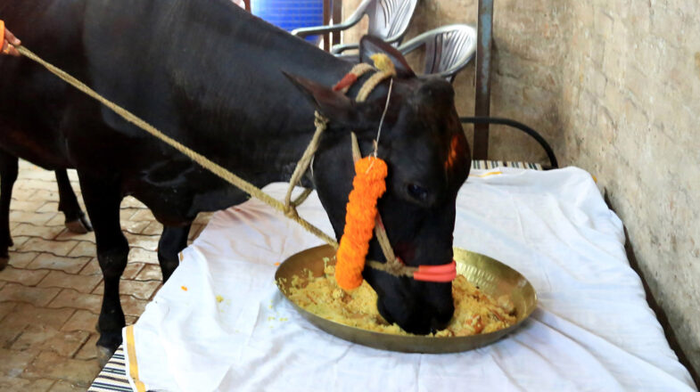 गौ पूजन की सजीव परंपरा