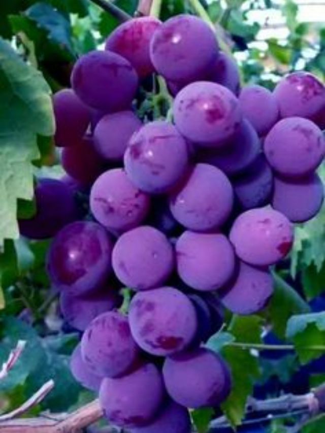 Purple Foods: स्किन के ग्लो के लिए पर्पल फूड खाने की डालें आदत