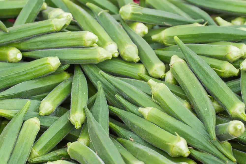 Ladyfinger