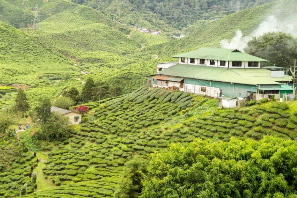 गर्मियों में मुन्नार का बनाएं प्लान, मनमोहक हरियाली पर दिल