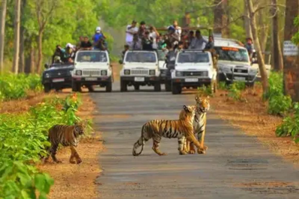 बाघों के संरक्षण के लिए सरकार का बड़ा कदम, सरिस्का में नहीं जा सकेगी प्राइवेट गाड़ियां-रोडवेज बसें