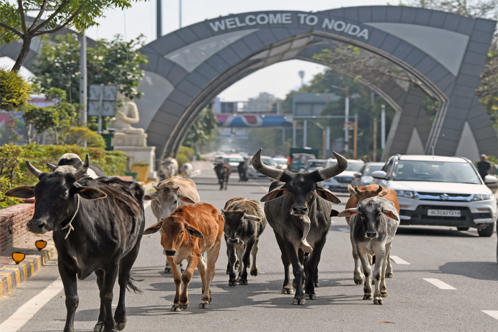 आवारा पशु की बढ़ती समस्या
