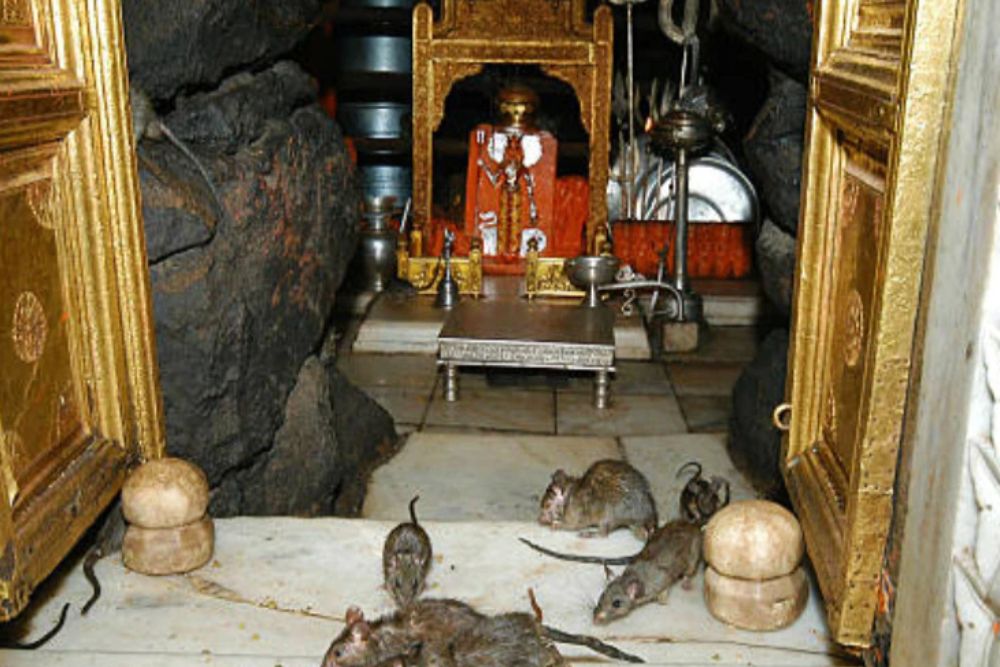 शारदीय नवरात्र में राजस्थान के अनोखे माता रानी के मंदिरों के करें दर्शन