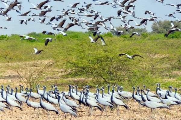 पक्षियों पर बढ़ता संकट