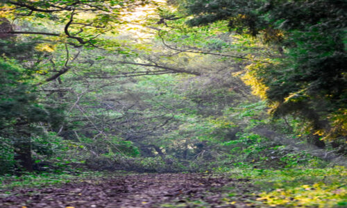 वन क्षेत्र के मामले भारत विश्व में 9वें स्थान पर पहुंचा