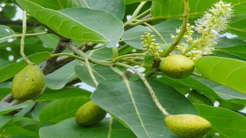 कब्ज से लेकर डायबिटीज तक, हर मर्ज की दवा है हरीतकी