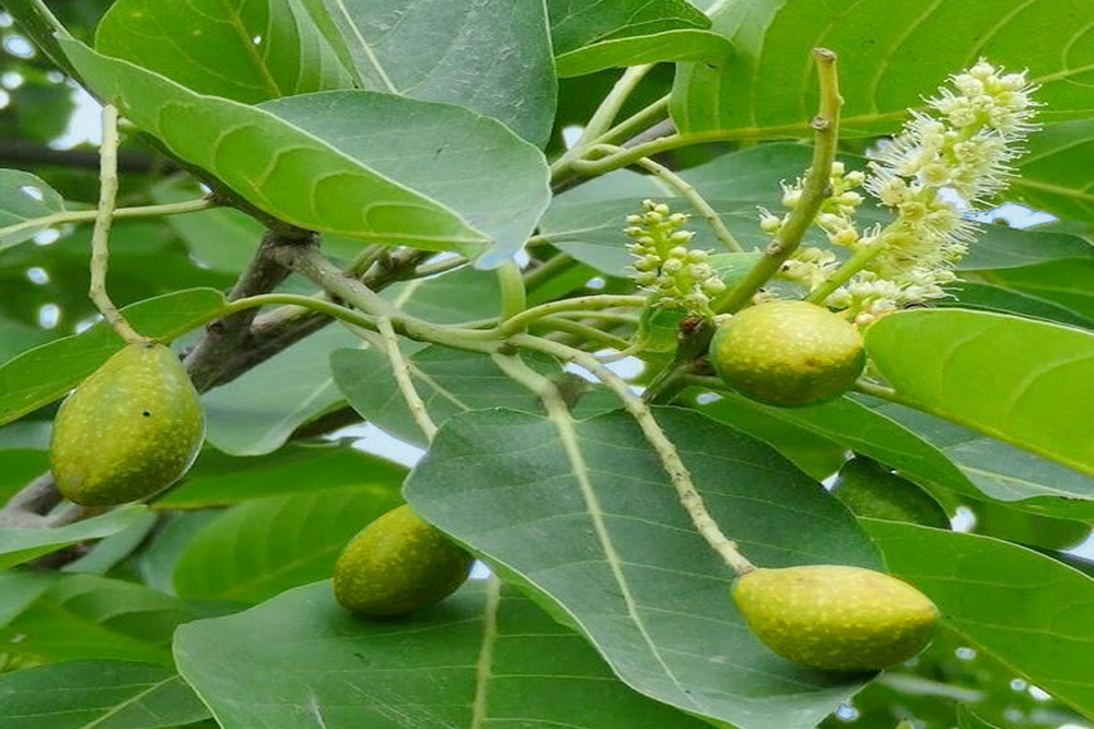 कब्ज से लेकर डायबिटीज तक, हर मर्ज की दवा है हरीतकी