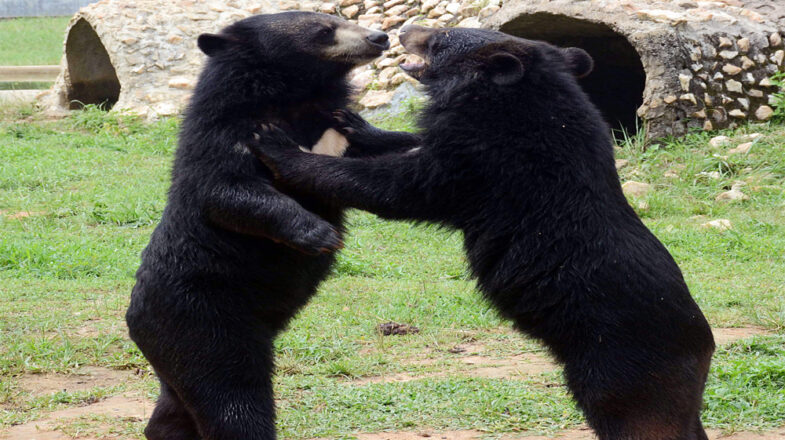 ‘डांसिंग भालूओं के बचाने, संरक्षण की दास्तां