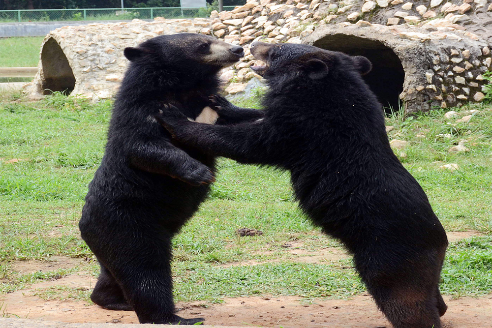 ‘डांसिंग भालूओं के बचाने, संरक्षण की दास्तां