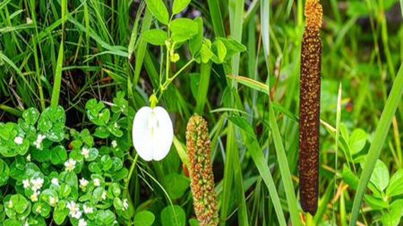 आयुर्वेद का शक्तिशाली त्रिवेणी संयोजन, जो रखे आपकी मेंटल हेल्थ का ख्याल