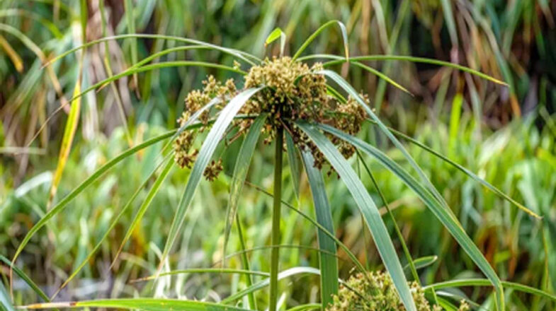 पाचन से लेकर स्वास्थ्य तक, जानें कैसे नागरमोथा रखता है आपकी सेहत का ख्याल?