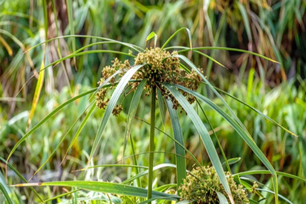 पाचन से लेकर स्वास्थ्य तक, जानें कैसे नागरमोथा रखता है आपकी सेहत का ख्याल?