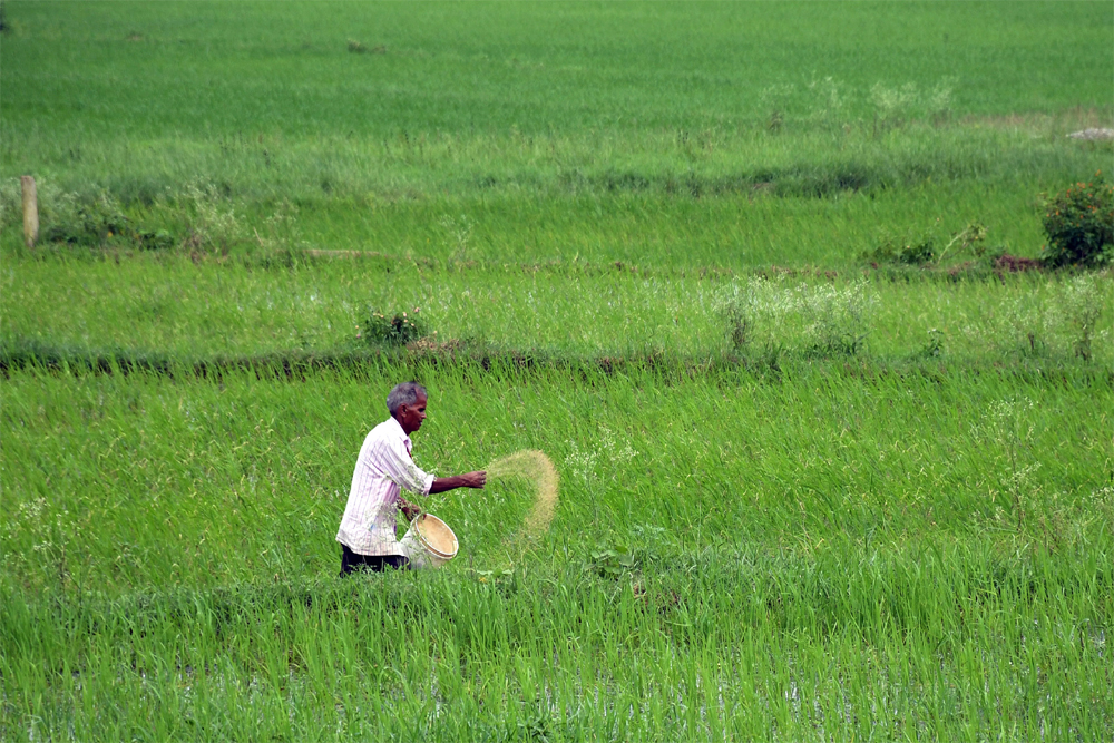 गहराता हुआ उर्वरक संकट