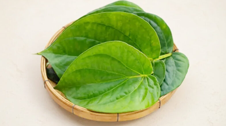पान का पत्ता बढ़ते यूरिक एसिड को कंट्रोल करने में मददगार