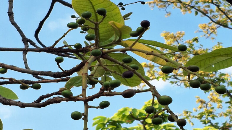 मिठाइयों का स्वाद बढ़ाने वाली चिरौंजी त्वचा से लेकर पाचन की समस्याओं तक कारगर
