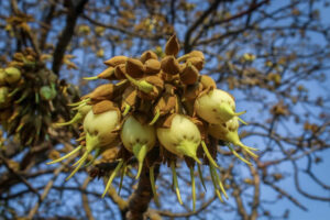 औषधीय गुणों से भरपूर प्रकृति का तोहफा ‘महुआ’