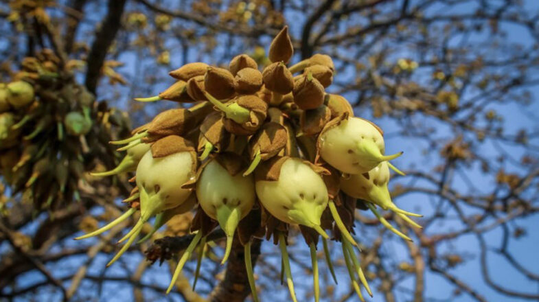 औषधीय गुणों से भरपूर प्रकृति का तोहफा ‘महुआ’
