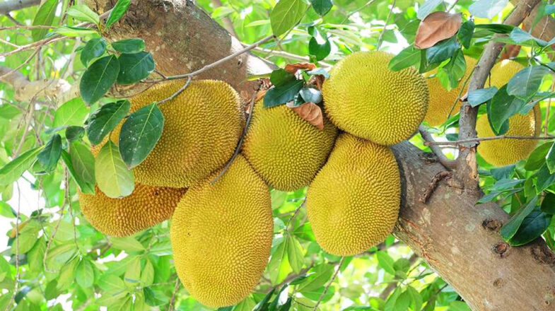 पोषक तत्वों से भरपूर ‘कटहल’, सेहत के साथ-साथ स्वाद का भी साथी