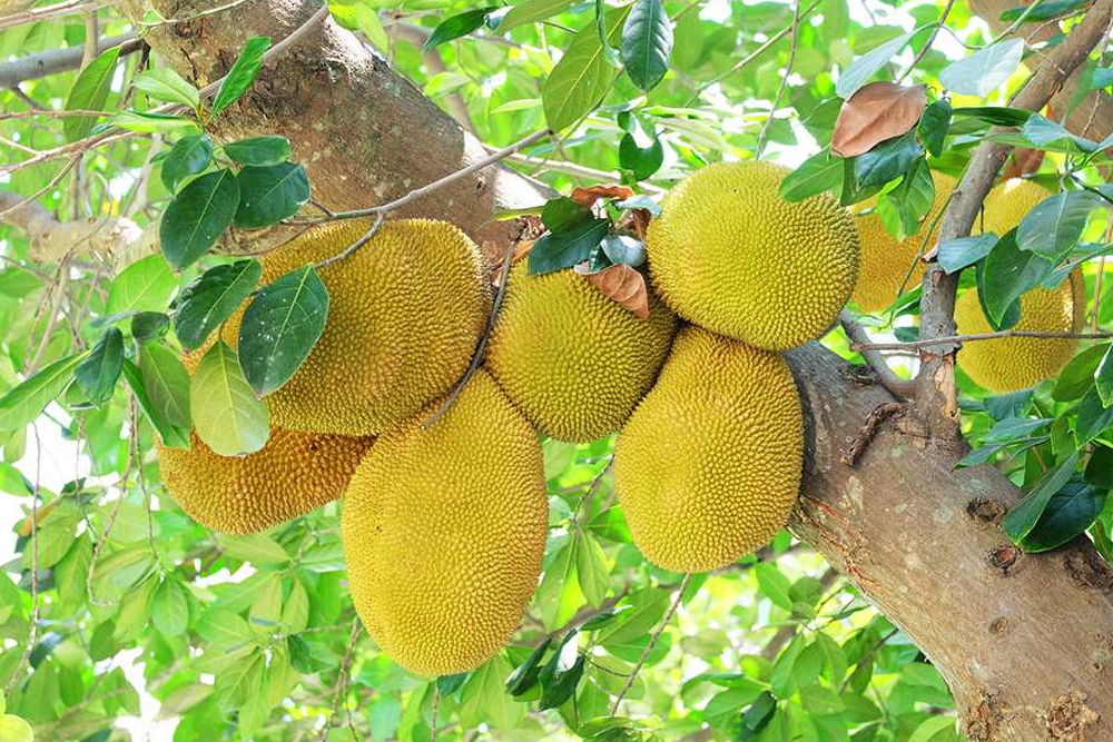 पोषक तत्वों से भरपूर ‘कटहल’, सेहत के साथ-साथ स्वाद का भी साथी