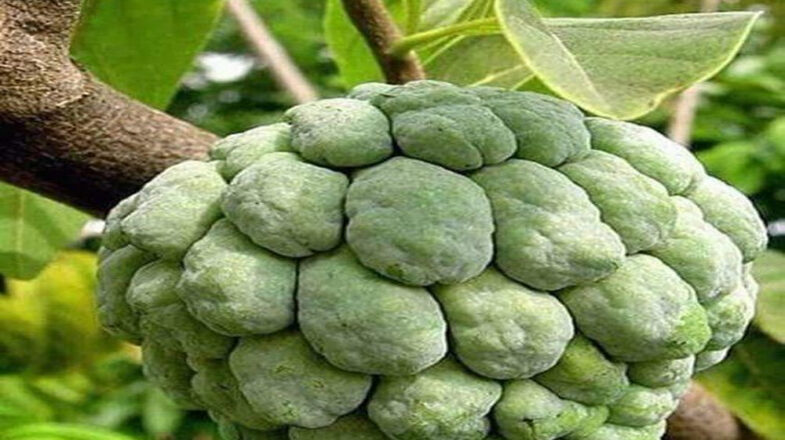 पोषक तत्वों का खजाना शरीफा : फल के साथ बीज और पत्तियां भी फायदेमंद